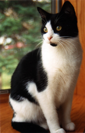CatInWindow