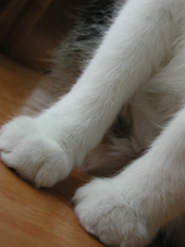 Cat Feet