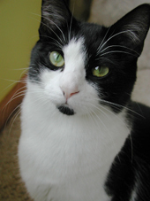 Yellow-Eyed Kitty