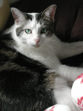 Comfy Green-Eyed Kitty